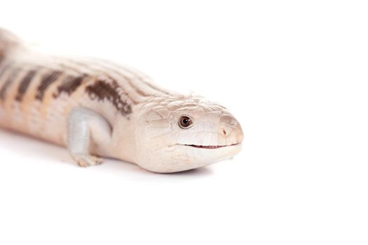 Eastern Blue-tongued Skink, Tiliqua scincoides scincoides, isolated on white background.