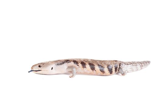 Eastern Blue-tongued Skink, Tiliqua scincoides scincoides, isolated on white background.