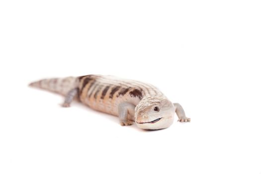 Eastern Blue-tongued Skink, Tiliqua scincoides scincoides, isolated on white background.