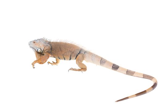 Green Iguana, 10 years old, isolated on the white background