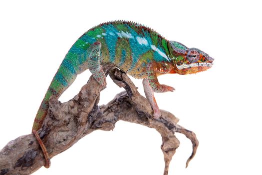 The panther chameleon, Furcifer pardalis isolated on white background