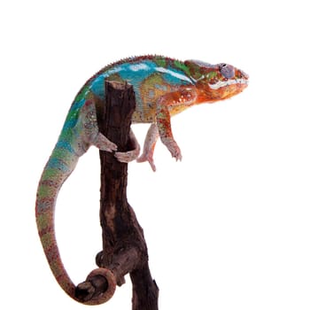 The panther chameleon, Furcifer pardalis isolated on white background