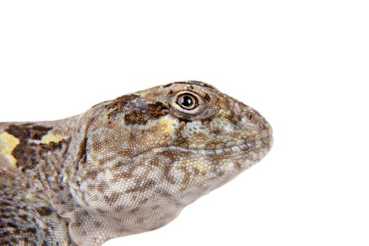 Bibron's iguana, Diplolaemus bibronii, isolated on white background