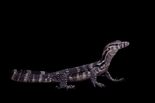 Timor Monitor Lizard, Varanus timorensis, on black background