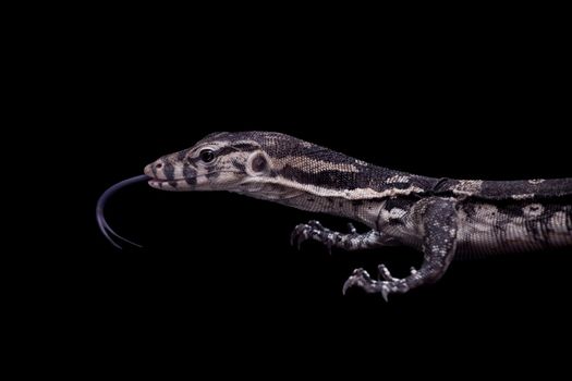 Timor Monitor Lizard, Varanus timorensis, on black background