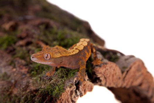 New Caledonian crested gecko, Rhacodactylus ciliatus, isolated on white