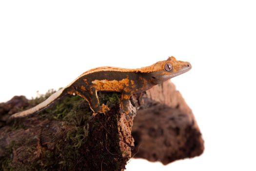 New Caledonian crested gecko, Rhacodactylus ciliatus, isolated on white