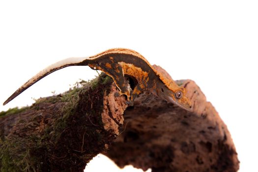 New Caledonian crested gecko, Rhacodactylus ciliatus, isolated on white