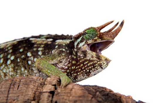 Jackson's horned chameleon, Trioceros jacksonii jacksonii, isolated on white background
