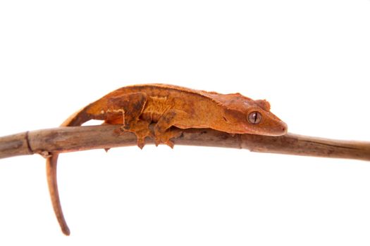 New Caledonian crested gecko, Rhacodactylus ciliatus, isolated on white