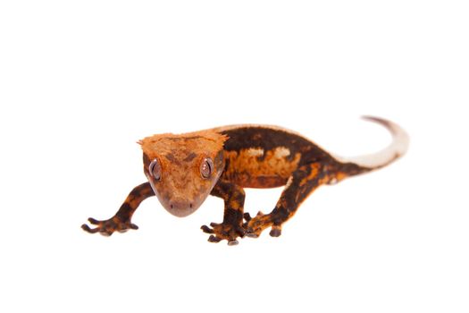 New Caledonian crested gecko, Rhacodactylus ciliatus, isolated on white