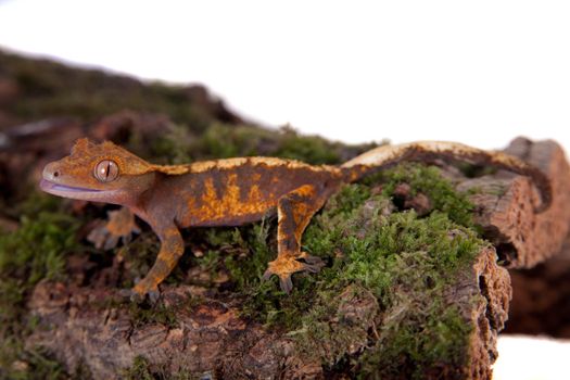 New Caledonian crested gecko, Rhacodactylus ciliatus, isolated on white