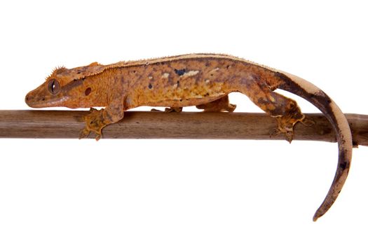 New Caledonian crested gecko, Rhacodactylus ciliatus, isolated on white