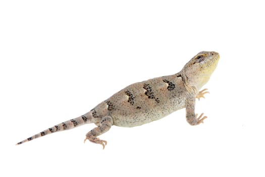 Bibron's iguana, Diplolaemus bibronii, isolated on white background