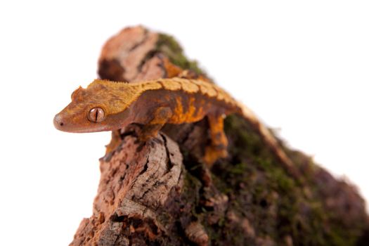 New Caledonian crested gecko, Rhacodactylus ciliatus, isolated on white