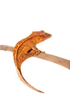 New Caledonian crested gecko, Rhacodactylus ciliatus, isolated on white