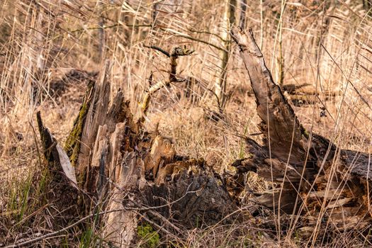A strong hurricane broke down a large tree like a picking stick