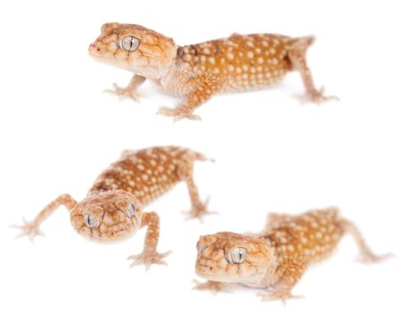 Rough Knob-tailed Gecko, Nephrurus amyae, isolated on white background