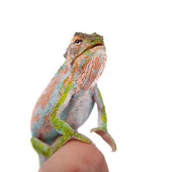 The Cape dwarf chameleon, Bradypodion pumilum, isolated on white background