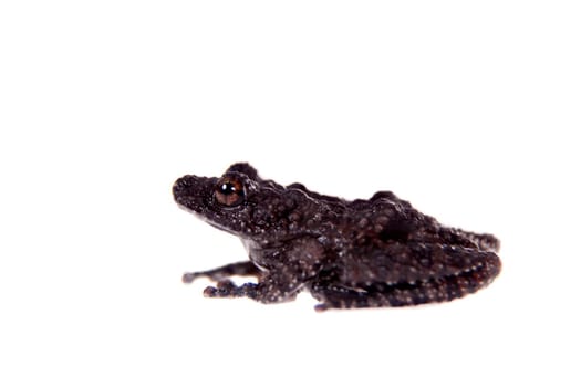 Theloderma horridum, rare spieces of frog, black coloured isolated on white