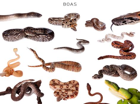 Boa snakes set , isolated on white background