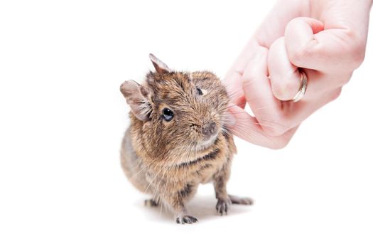 The Degu, Octodon degus, or Brush-Tailed Rat, isolated on the white background