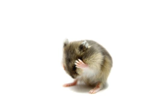 Djungarian Hamster, Phodopus sungorus, baby isolated on white