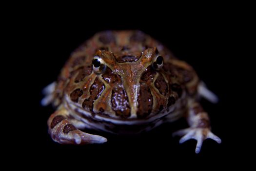 The chachoan horned frog, Ceratophrys cranwelli, isolated on black background