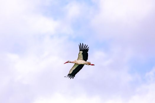 Close up of an alert stork gliding in flight on a cloudy day