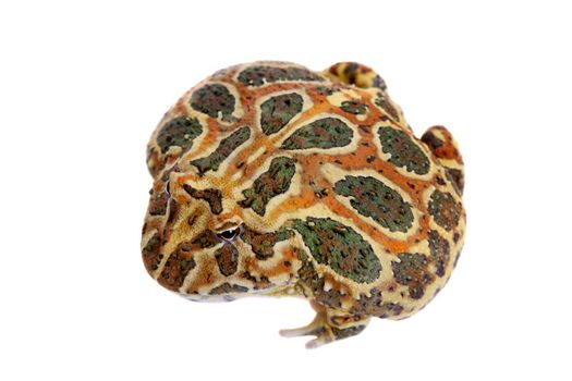 The Cranwell's horned frog, Ceratophrys cranwelli, isolated on white background