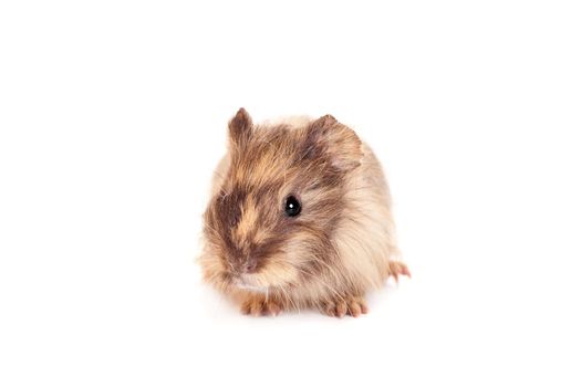 Guinea pig baby isolated on white background