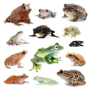 Different kind of frogs isolated on white background