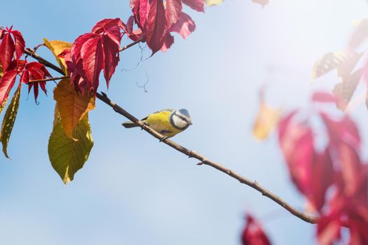 bird in the autumn forest among colorful leaves , autumn colors
