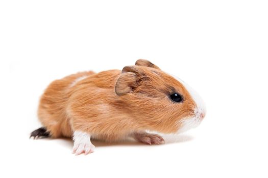 Guinea pig baby isolated on white background