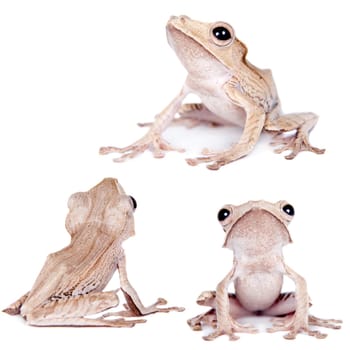 Borneo eared frog, Polypedates otilophus, isolated on white background