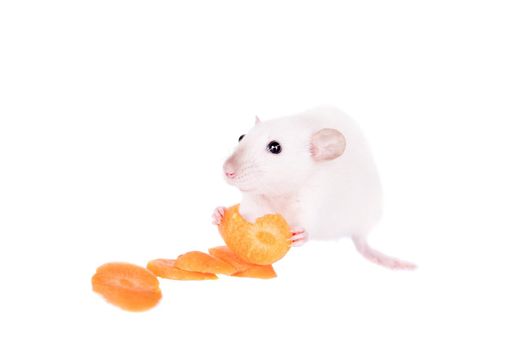White laboratory rat eating carrot isolated on white background