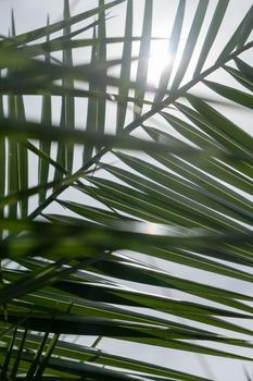 Exotic vacation, botanical background and summer travel concept - Palm leaves in summertime