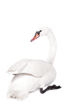 The mute swan, cygnus olor, isolated on white bacground