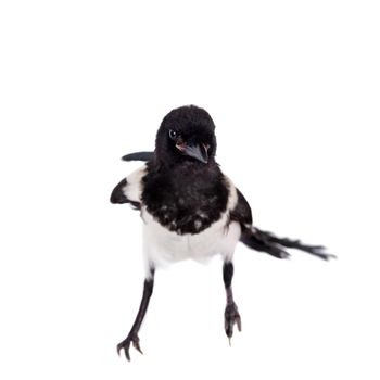 Common Magpie, Pica pica, isolated on white background