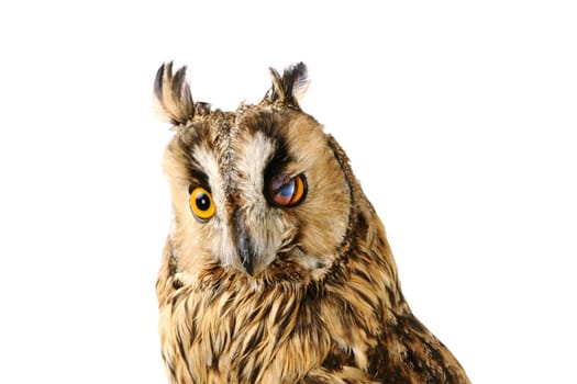 Long-eared Owl isolated on the white background, Asio otus