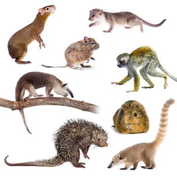 Mammals of South America isolated on white background