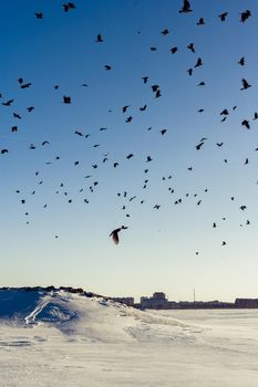 Big crows flock persecution a Northern Goshawk in snowly field