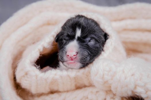 Small Cute newborn basenji puppy, first day