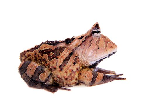 The Surinam horned frog, Ceratophrys cornuta, isolated on white background