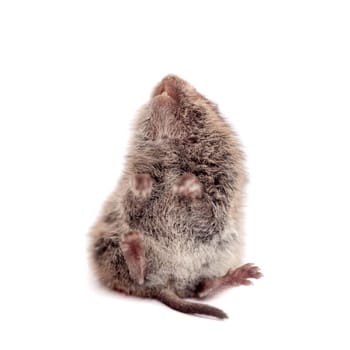 Common Vole, Microtus arvalis, 3 weeks old, isolated on white