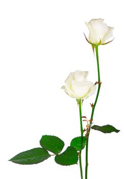 Bouquet of roses, isolated white rose flower isolated on white background.