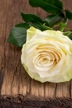 The Prayekrasny white rose covered with drops of Rossa on a brown background