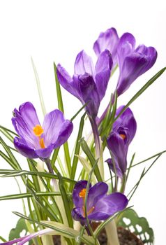 Crocus flower in the spring isolated on white