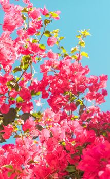 Floral background, spring nature and botanical beauty concept - Coral blooming flowers and blue sky, feminine style background