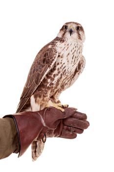 Saker Falcon - Falco cherrug - isolated on white background